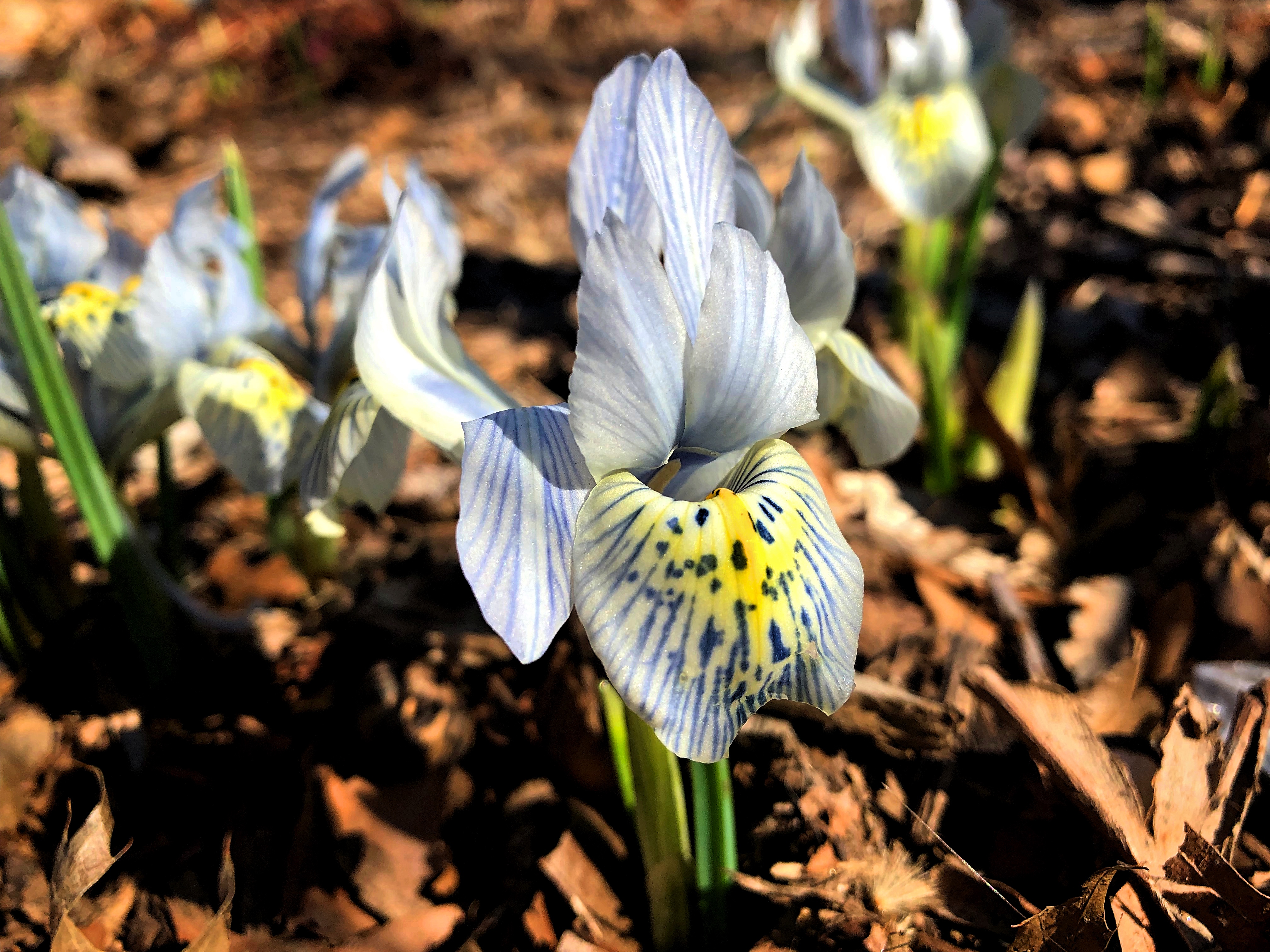 Star Flower (White) - Charm – Alphabet City.