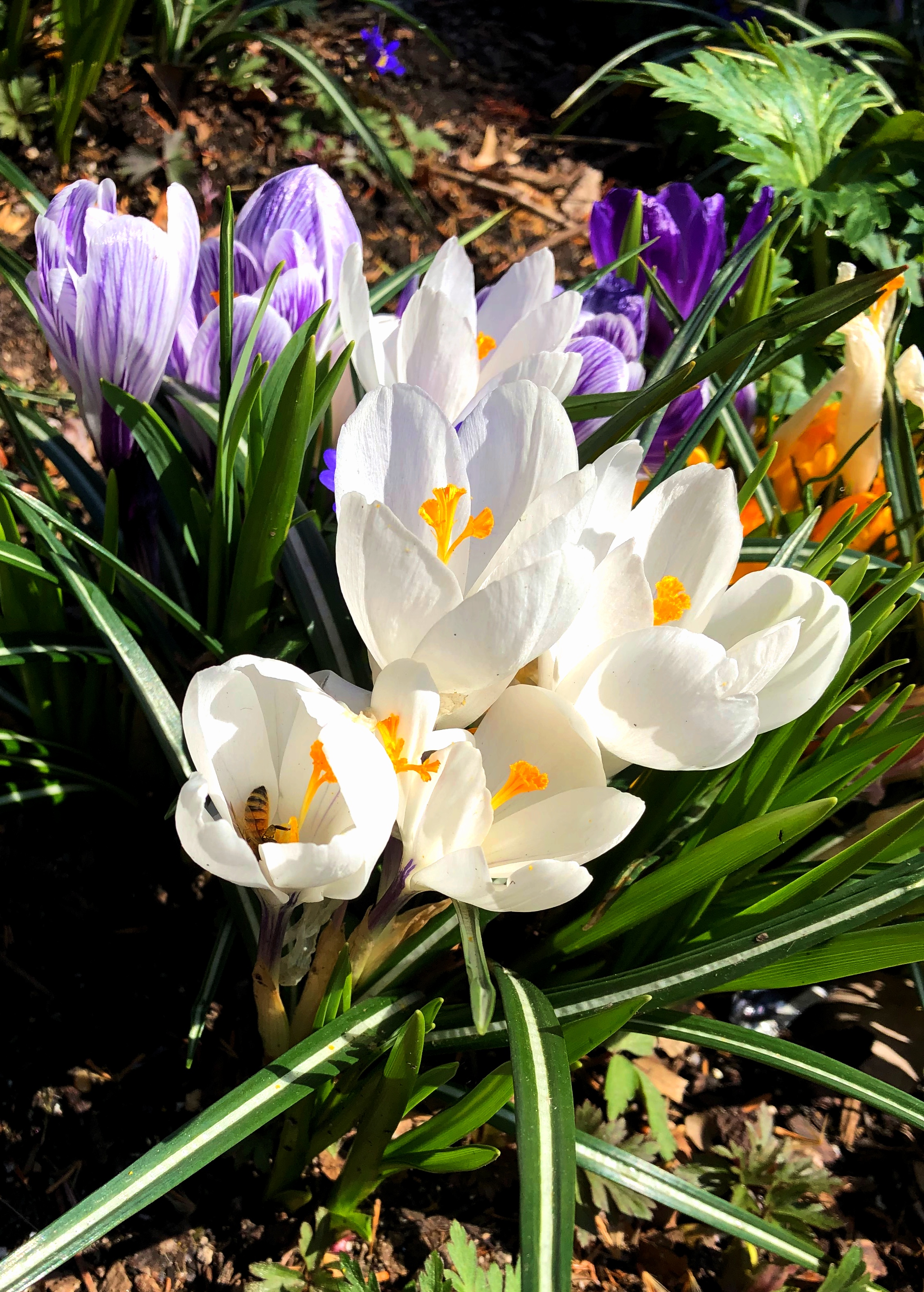 Star Flower (White) - Charm – Alphabet City.