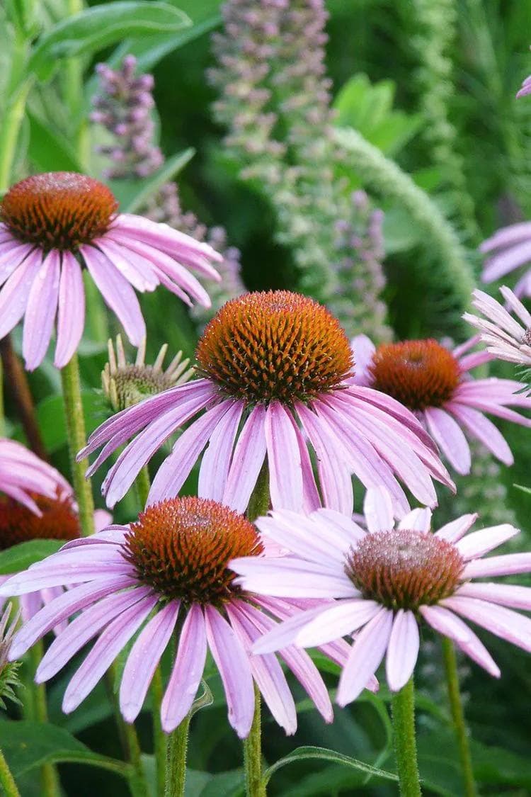 Image of Echinacea spp. — coneflower / echinacea