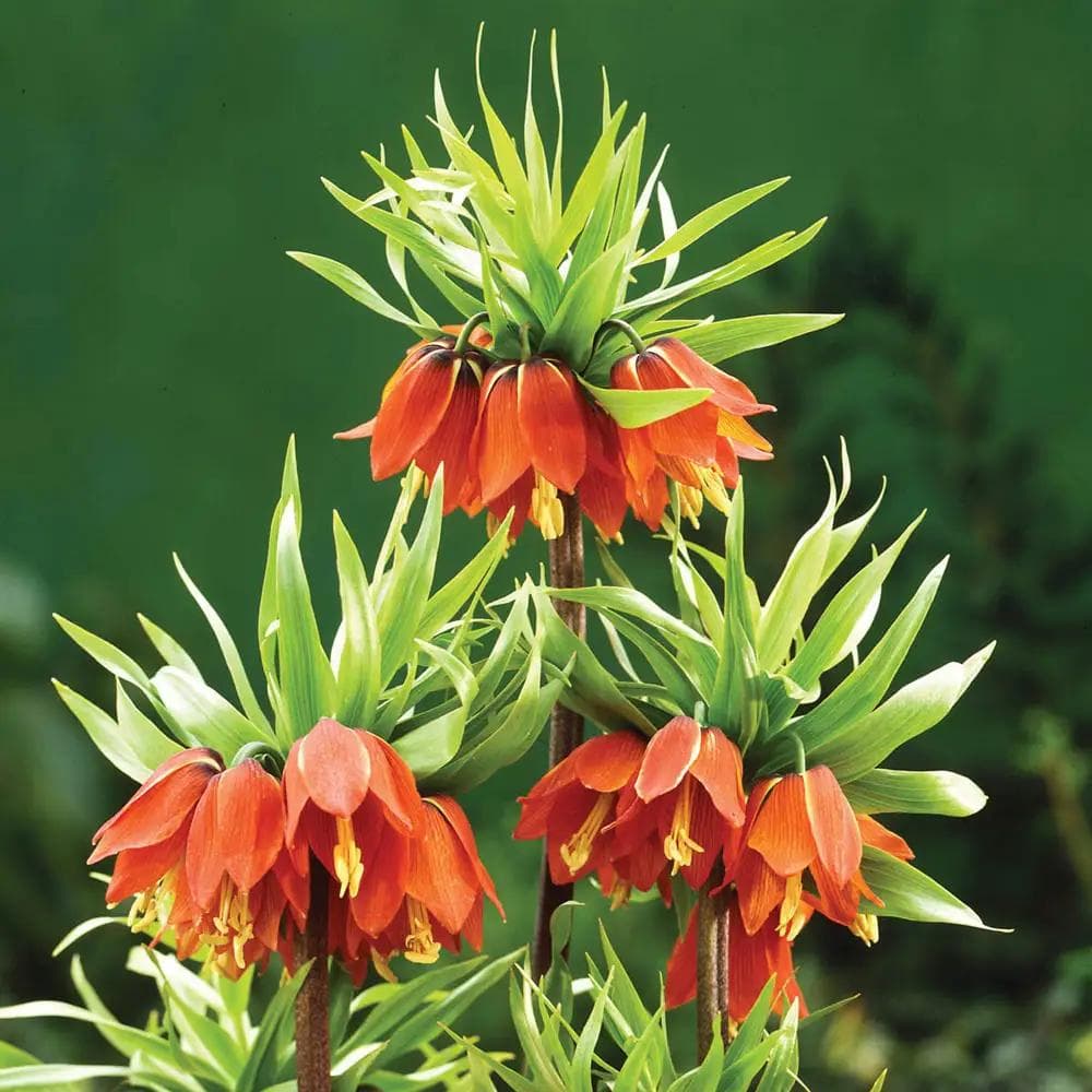 Image of Fritillaria spp. — fritillaria