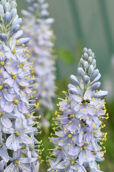 Image of Camassia spp. — camassia / camas