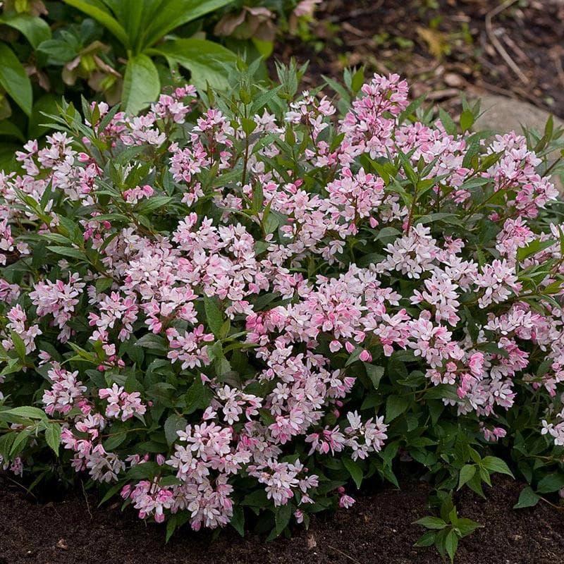 Image of Deutzia hybrid — Yuki Cherry Blossom