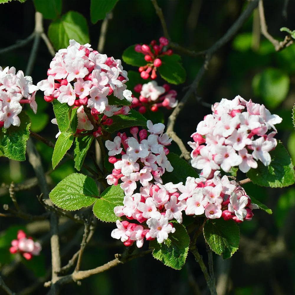 Image of Viburnum carlesii — Korean spice viburnum