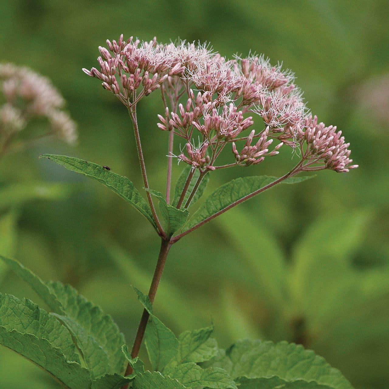 Image of Eutrochium spp. (formerly Eupatorium for many species) — Joe Pye weed