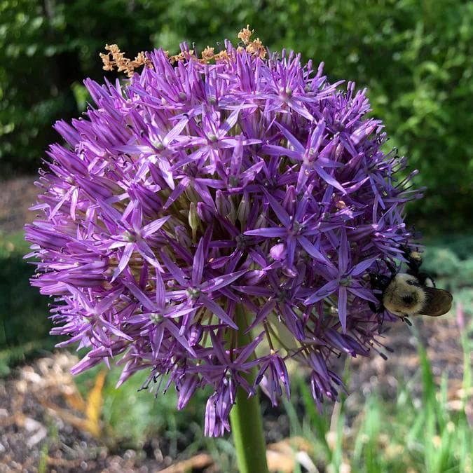 Image of Allium spp. — ornamental onion / allium