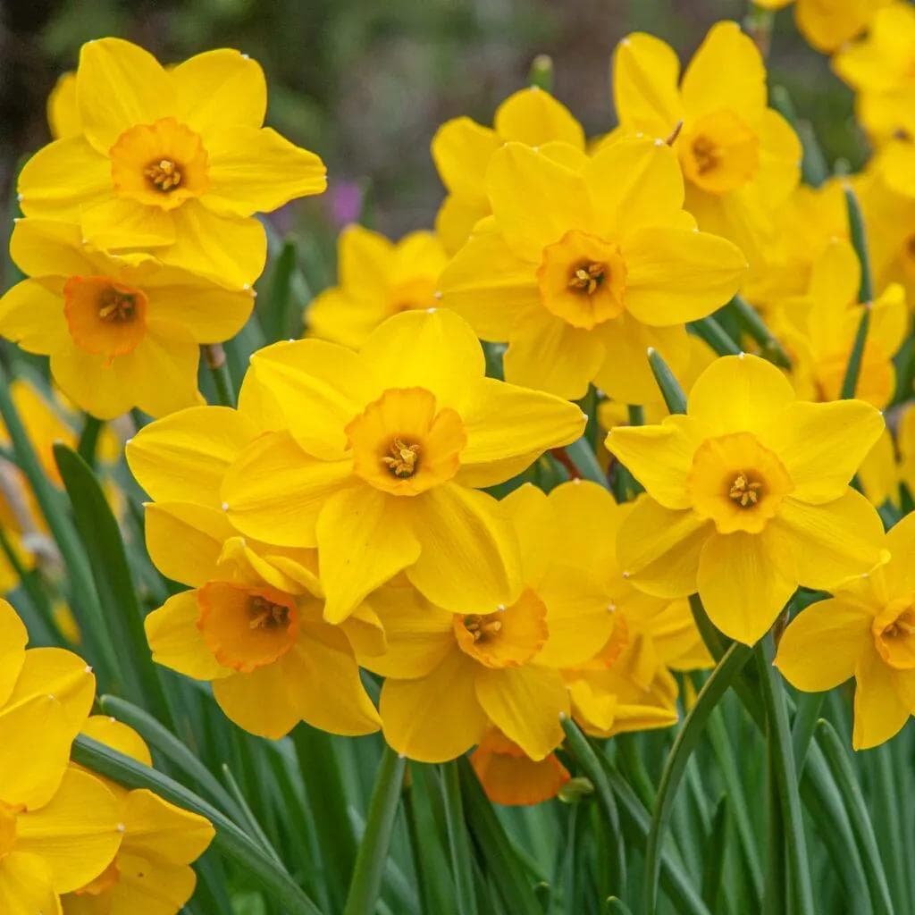 Image of Narcissus spp. — daffodil