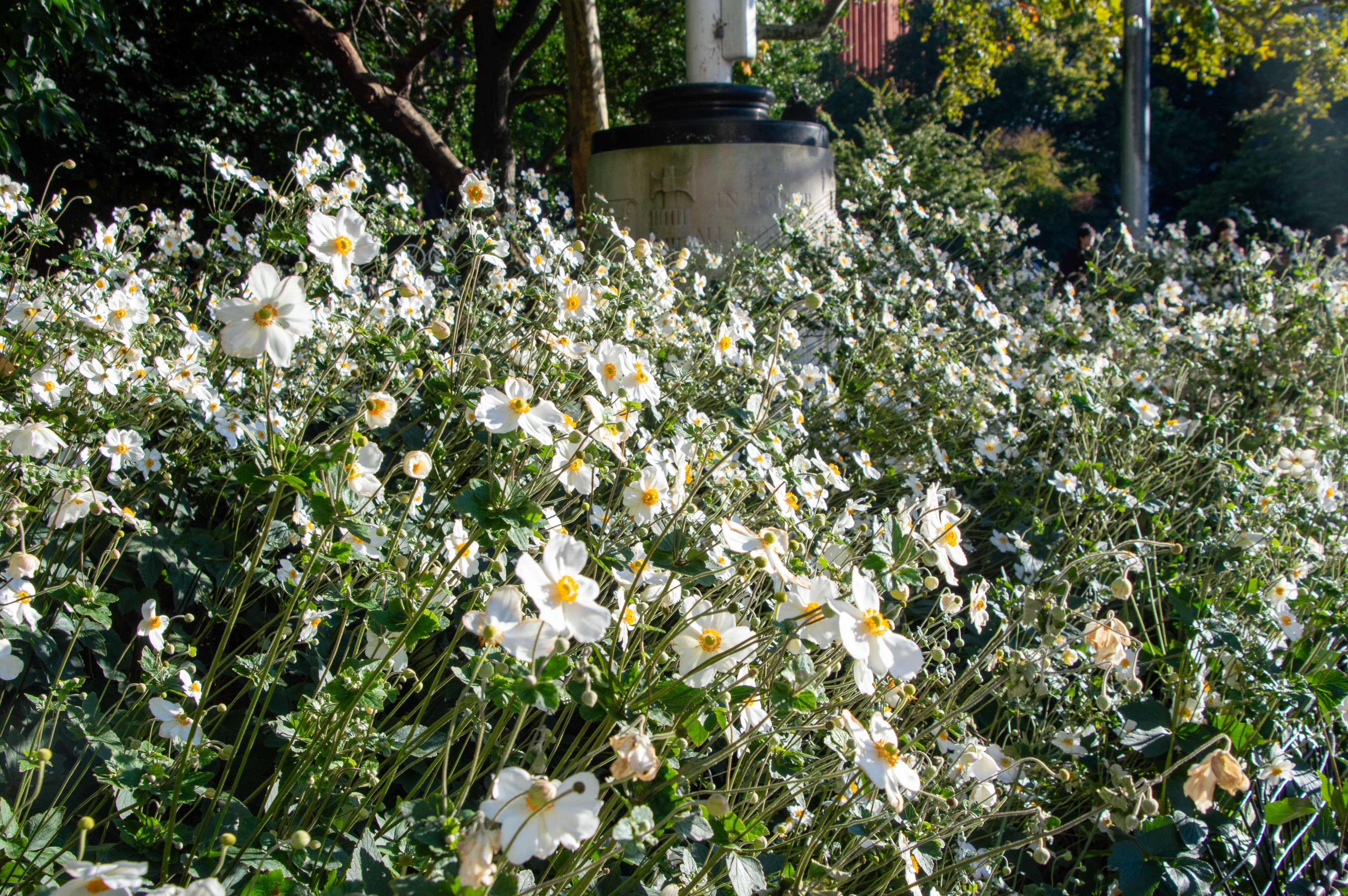 A cluster of white Japanese anemones in Washington Square Park