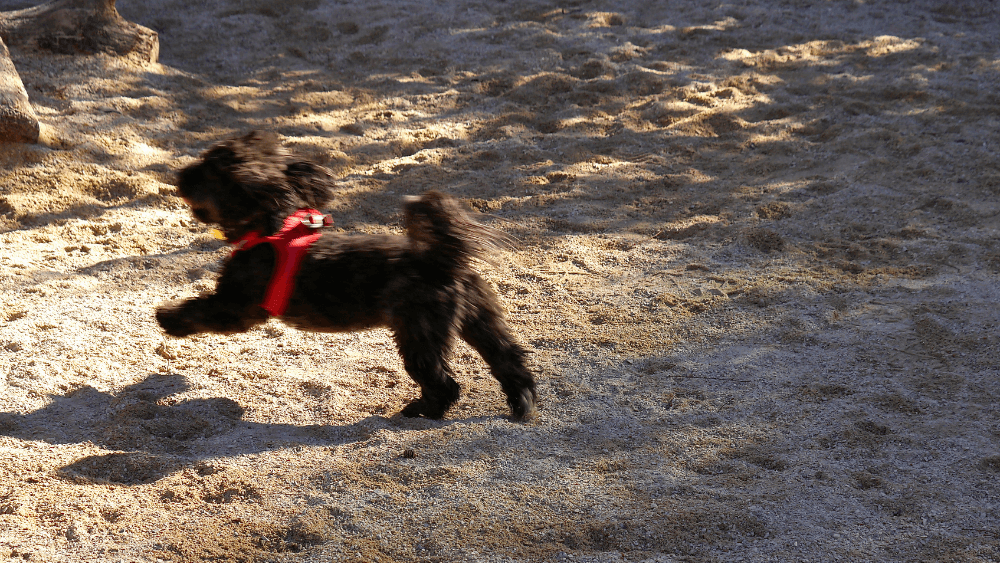 A dog runs at a dog run in Washington Square Park.