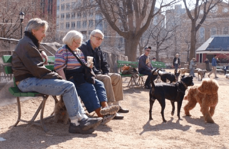 Dog owners and their dogs in the dog park