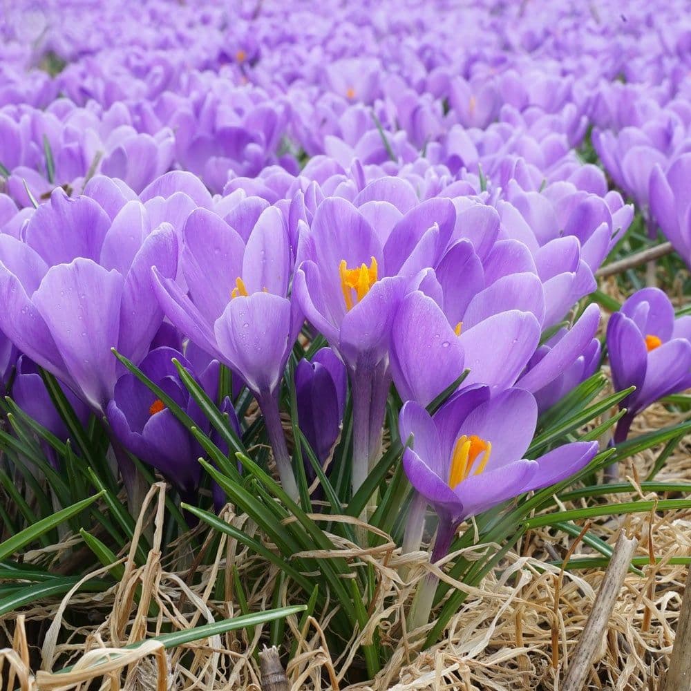 Image of Crocus spp. — crocus