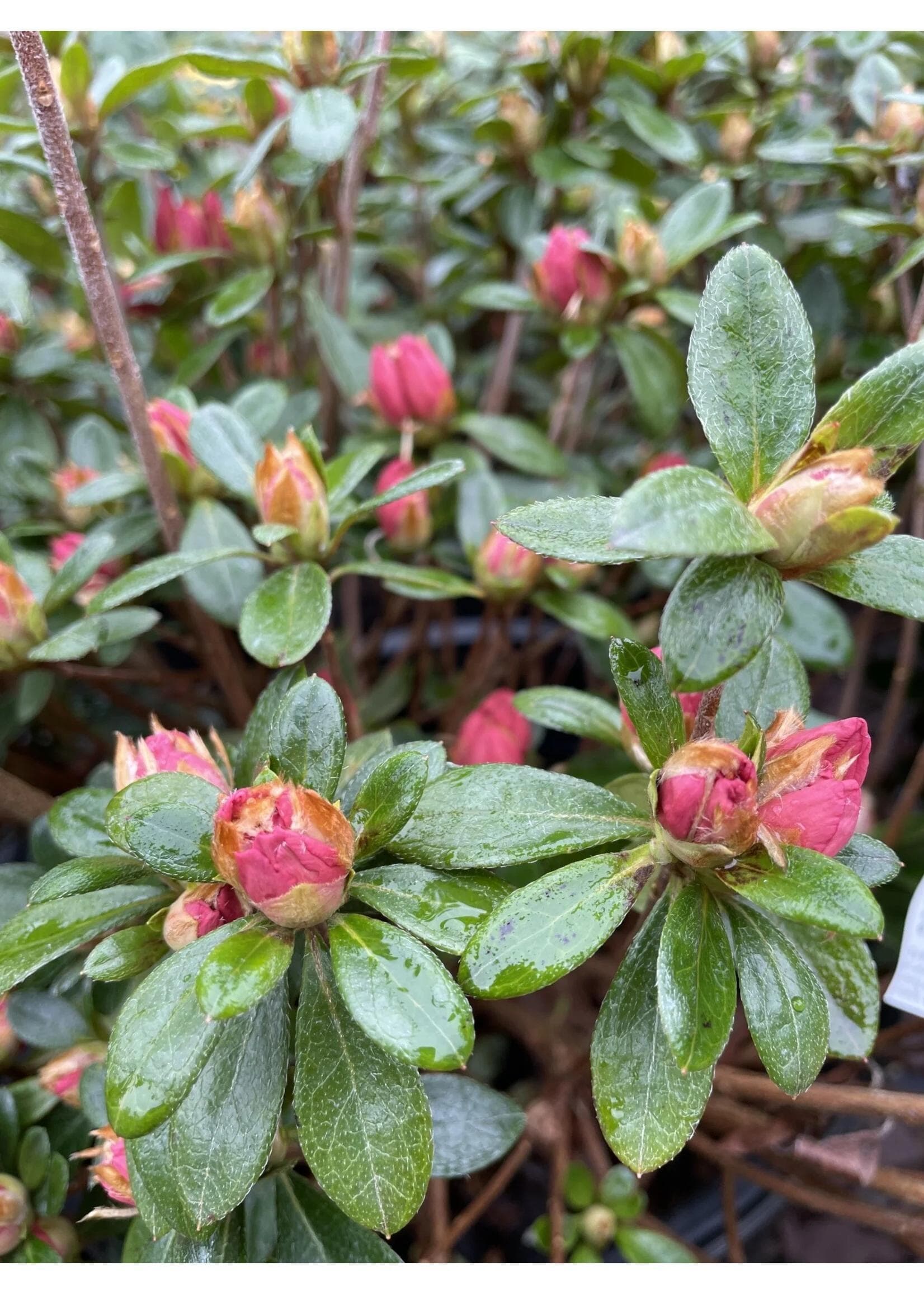 Image of Azalea hybrid— Blaauw’s pink