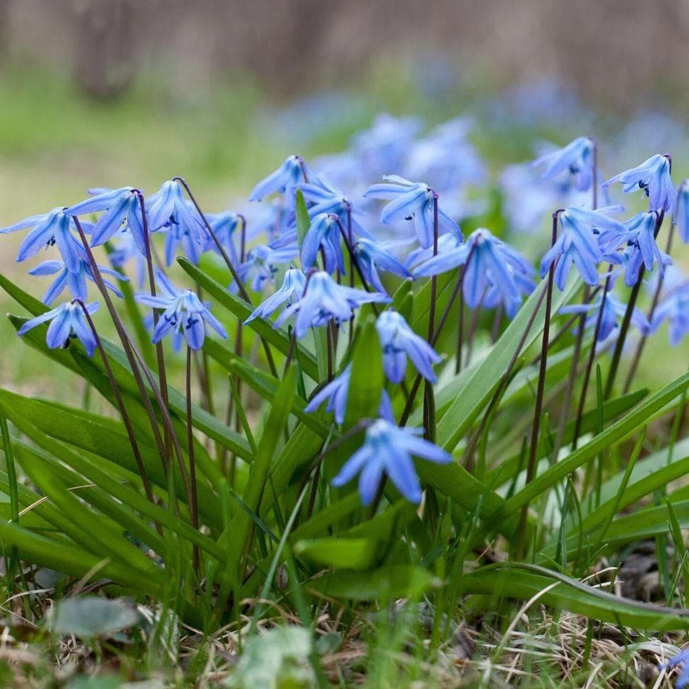 Image of Scilla spp. — squill