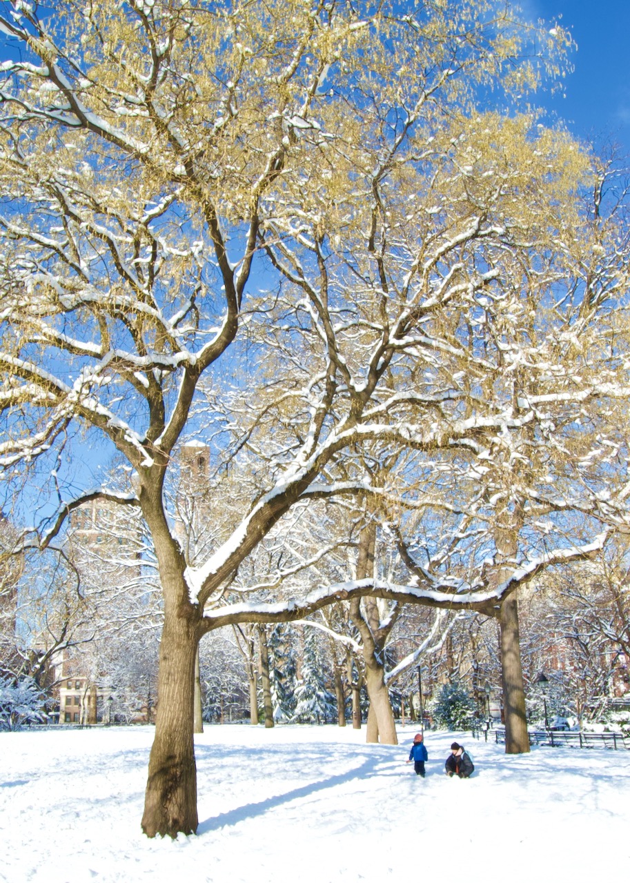 trees in the park with snow on the ground and snow on the branches