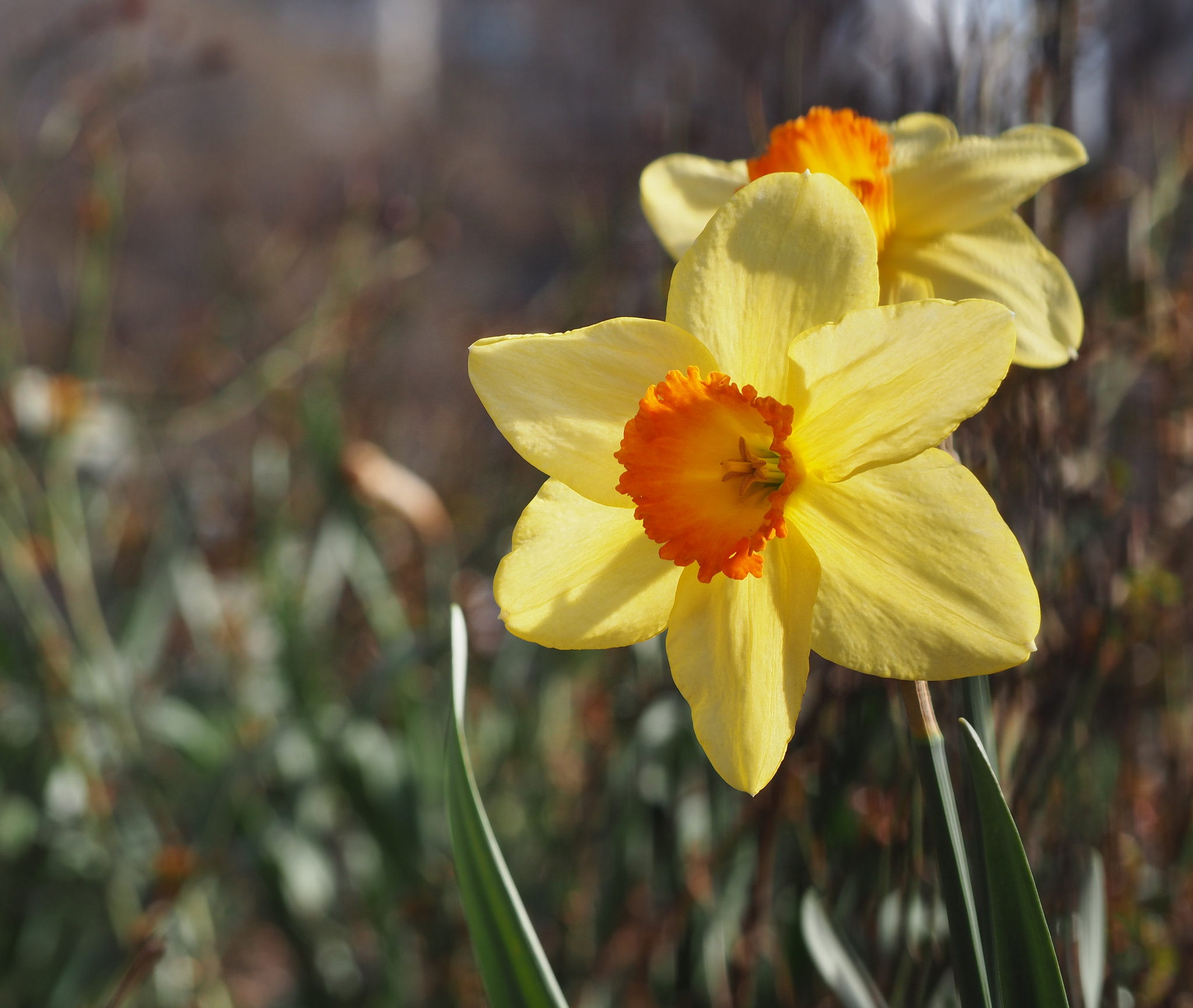 Daffodils - Washington Square Park