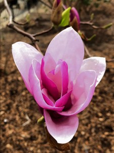 IMG_3723_Fotor