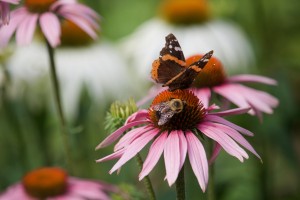 Pollinators on an echinacea bloom