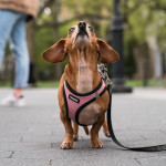 a small brown dog with a pink harness looking up