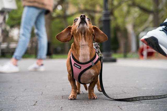 a small brown dog with a pink harness looking up