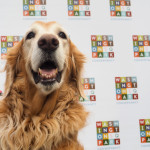 golden retriever standing in front of step and repeat banner with the washington square park conservancy logo