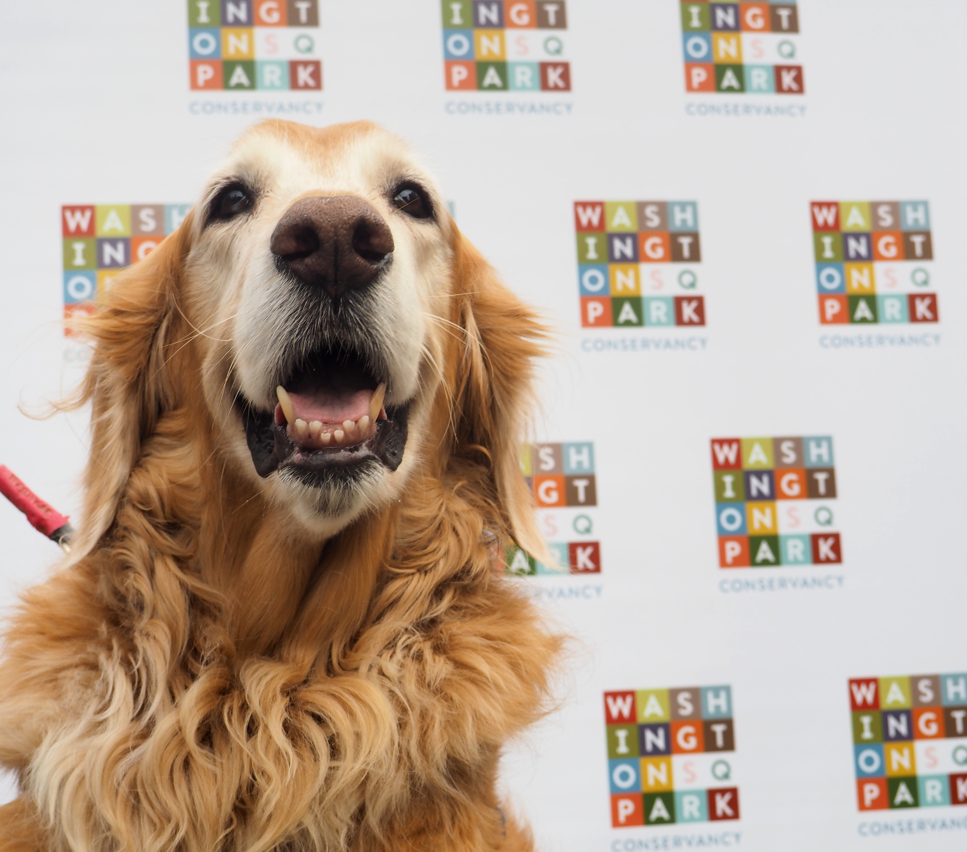 golden retriever standing in front of step and repeat banner with the washington square park conservancy logo