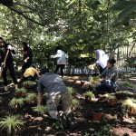 volunteers use gardening tools in the park, some are standing and some are kneeling in the dirt