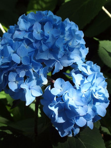 Summer blooms on a beautiful hydrangea, one of the many plants in Washington Square Park that benefits from pruning.