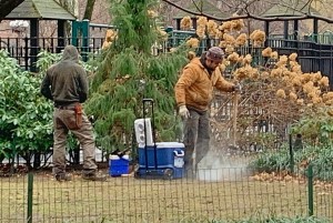 Gardeners Gui and Tyson applying rat ice to a burrow