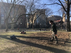 Gardener Tyson raking one of the eastern lawns