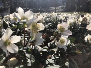 Evergreen hellebore flowers bloom in winter, a reminder that the Park is always growing