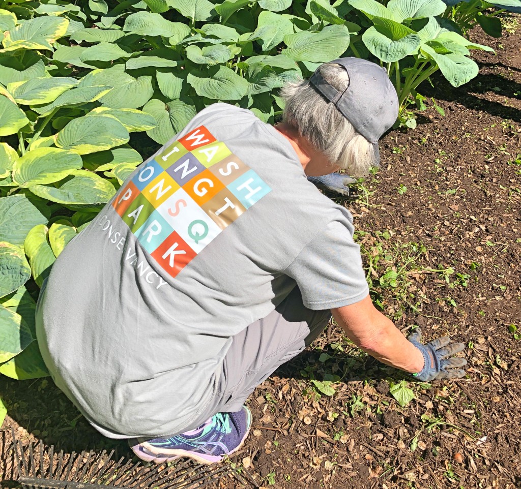 a volunteer wearing a washington square park conservancy shirt kneels in the dirt