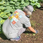 a volunteer wearing a washington square park conservancy shirt kneels in the dirt