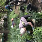 volunteer weeders kneel in the dirt with gardening tools