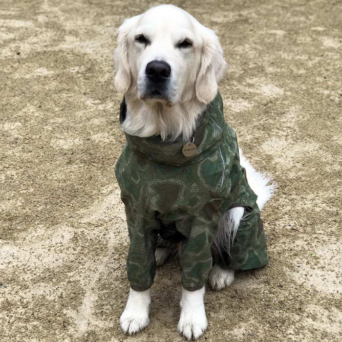 a white dog sitting and facing the camera while wearing a green outfit