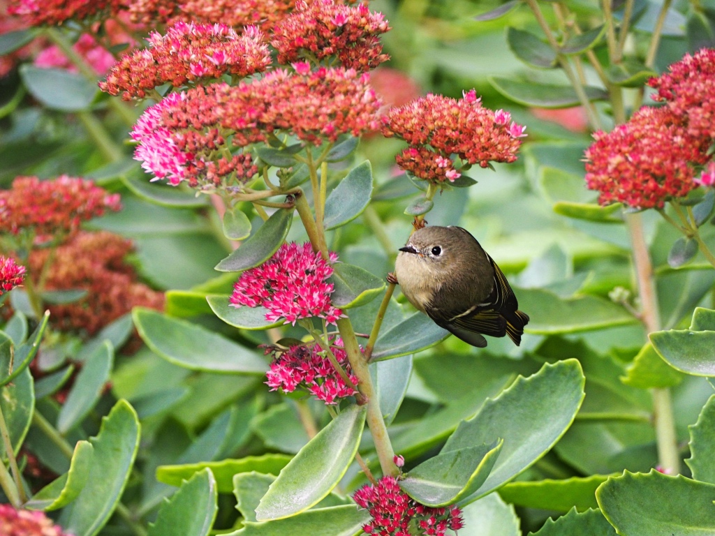 A small bird perched in a flowering bush, By Sonja Haroldson