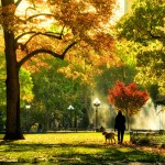 someone walks their dog under trees with colorful fall foliage