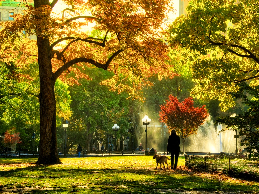 someone walks their dog under trees with colorful fall foliage