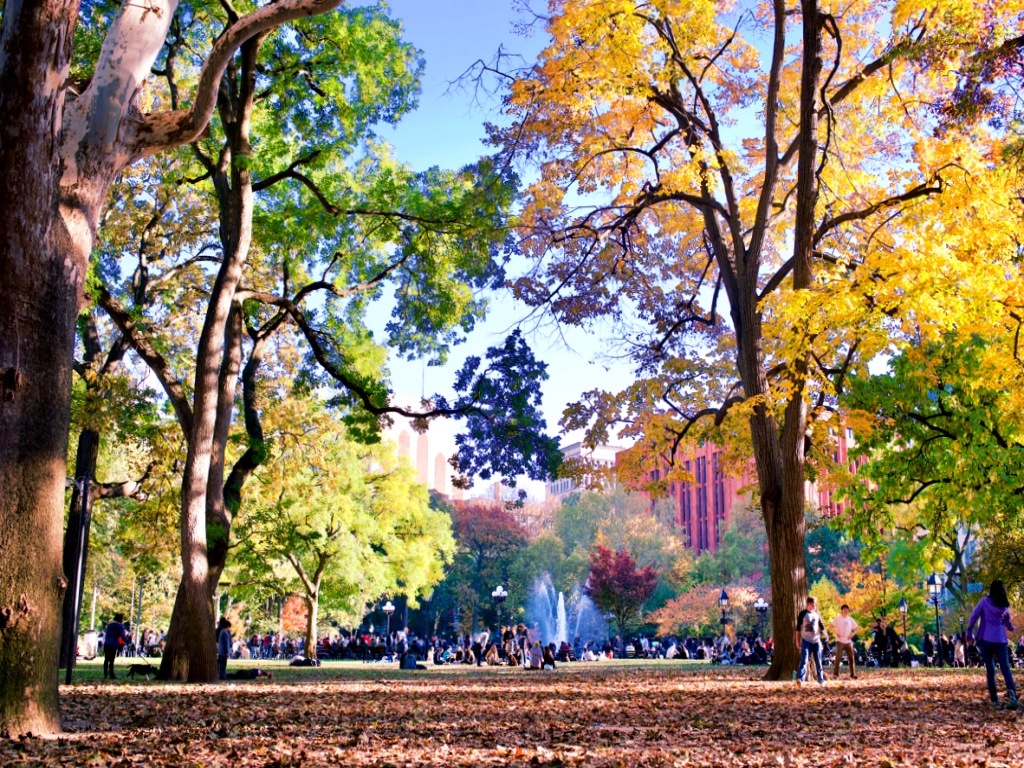 Trees and the lawn in autumn, with Bobst library in the distance, By Adeel Jamaluddin