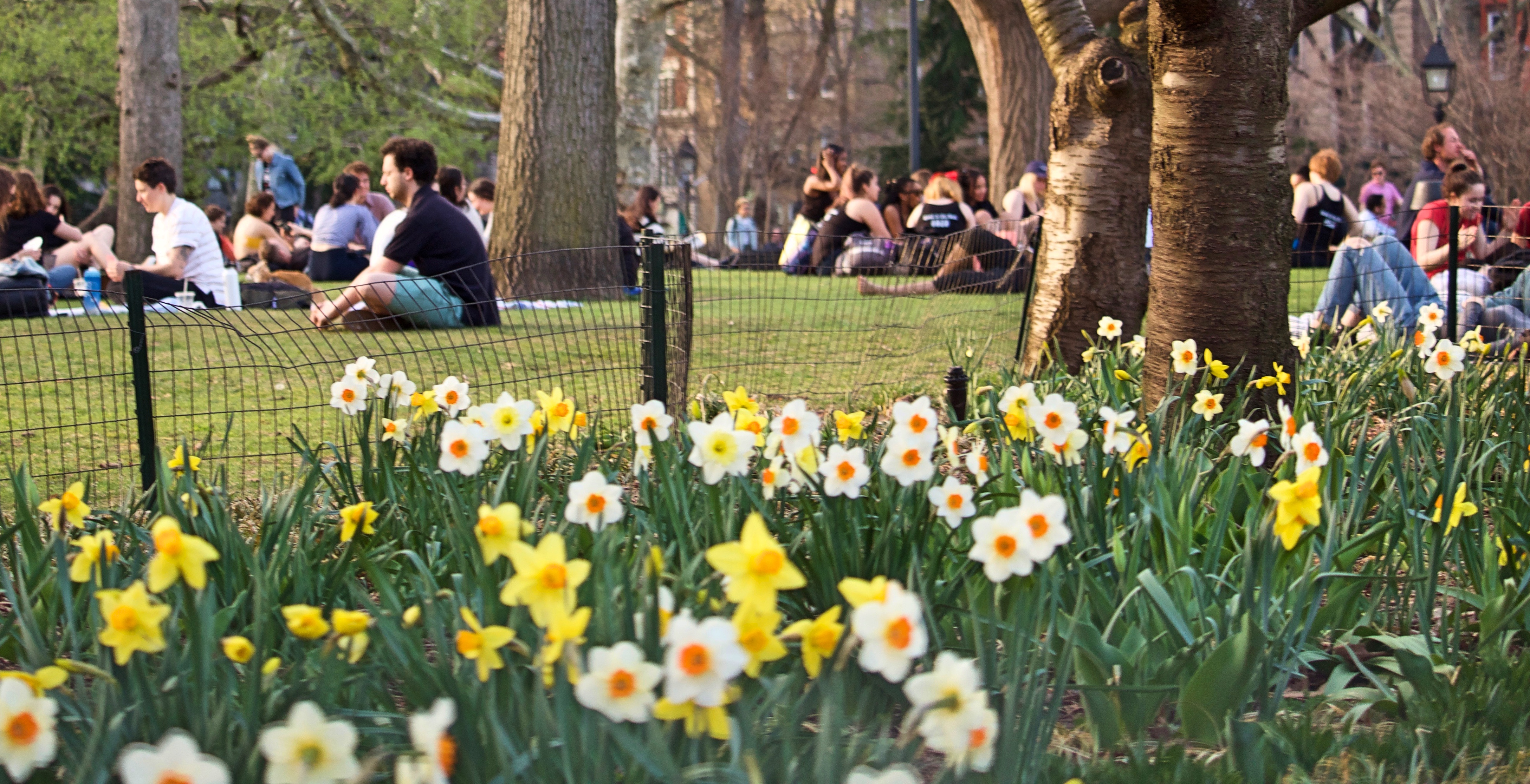 A swath of yellow and white daffodils in the foreground, people sitting on grass in the background
