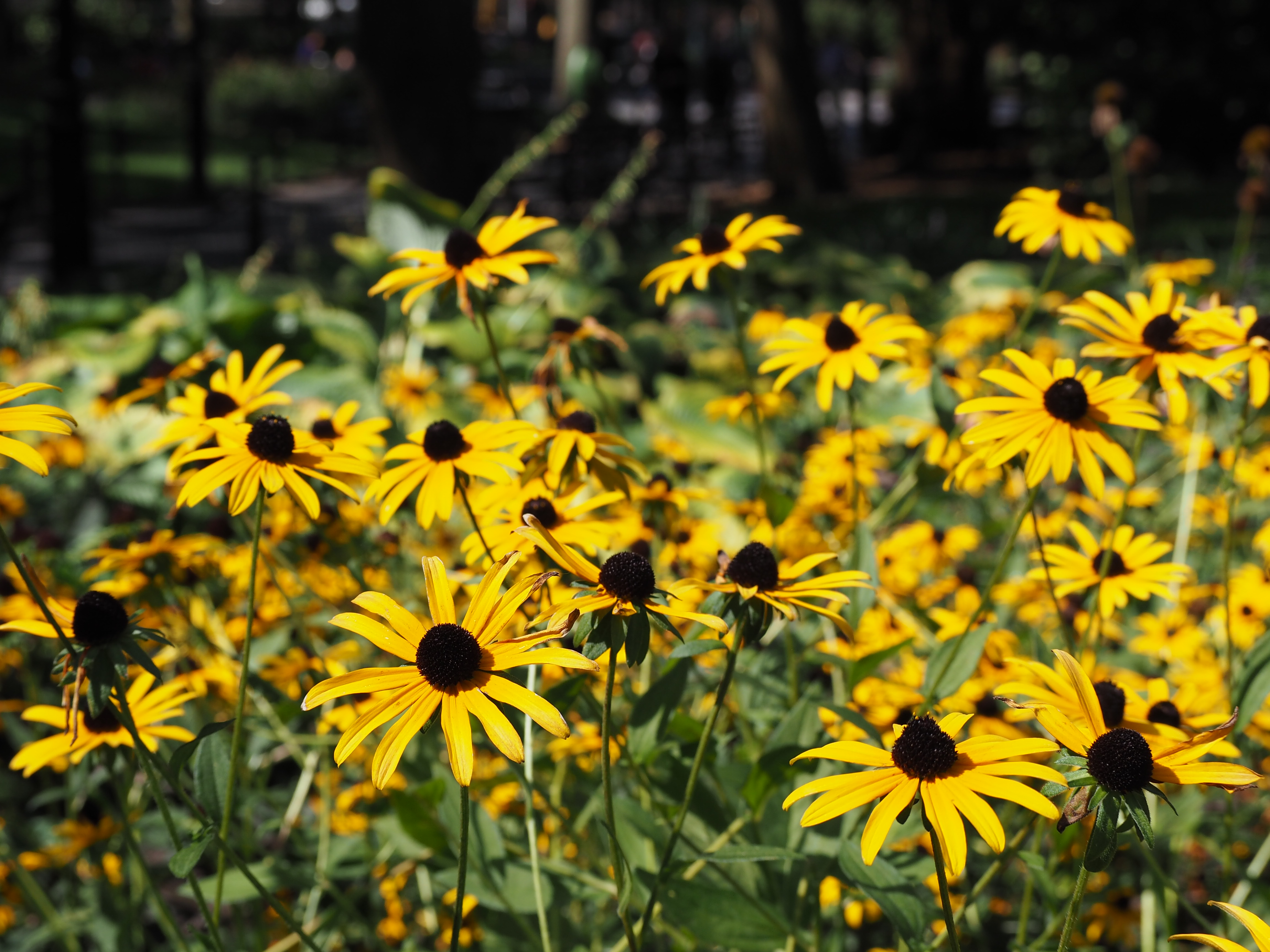 a cluster of yellow black eyed susan flowers