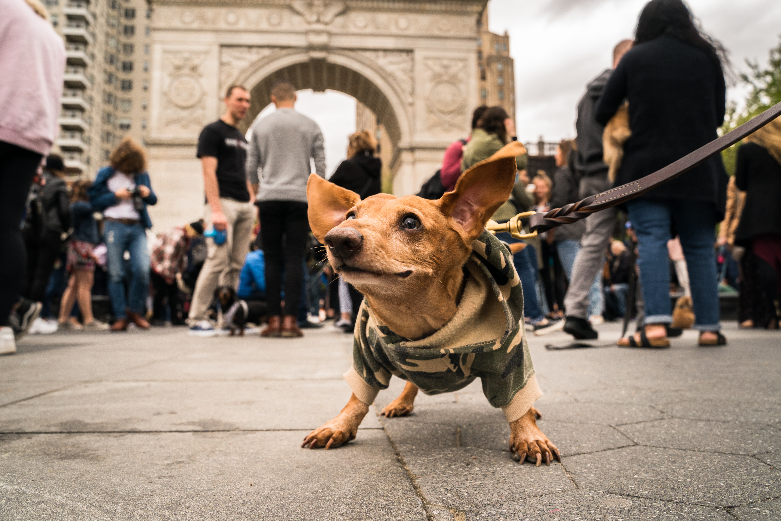 a small dog wearing a camouflage print sweater in front of the arch