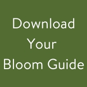 Download Bloom Guide