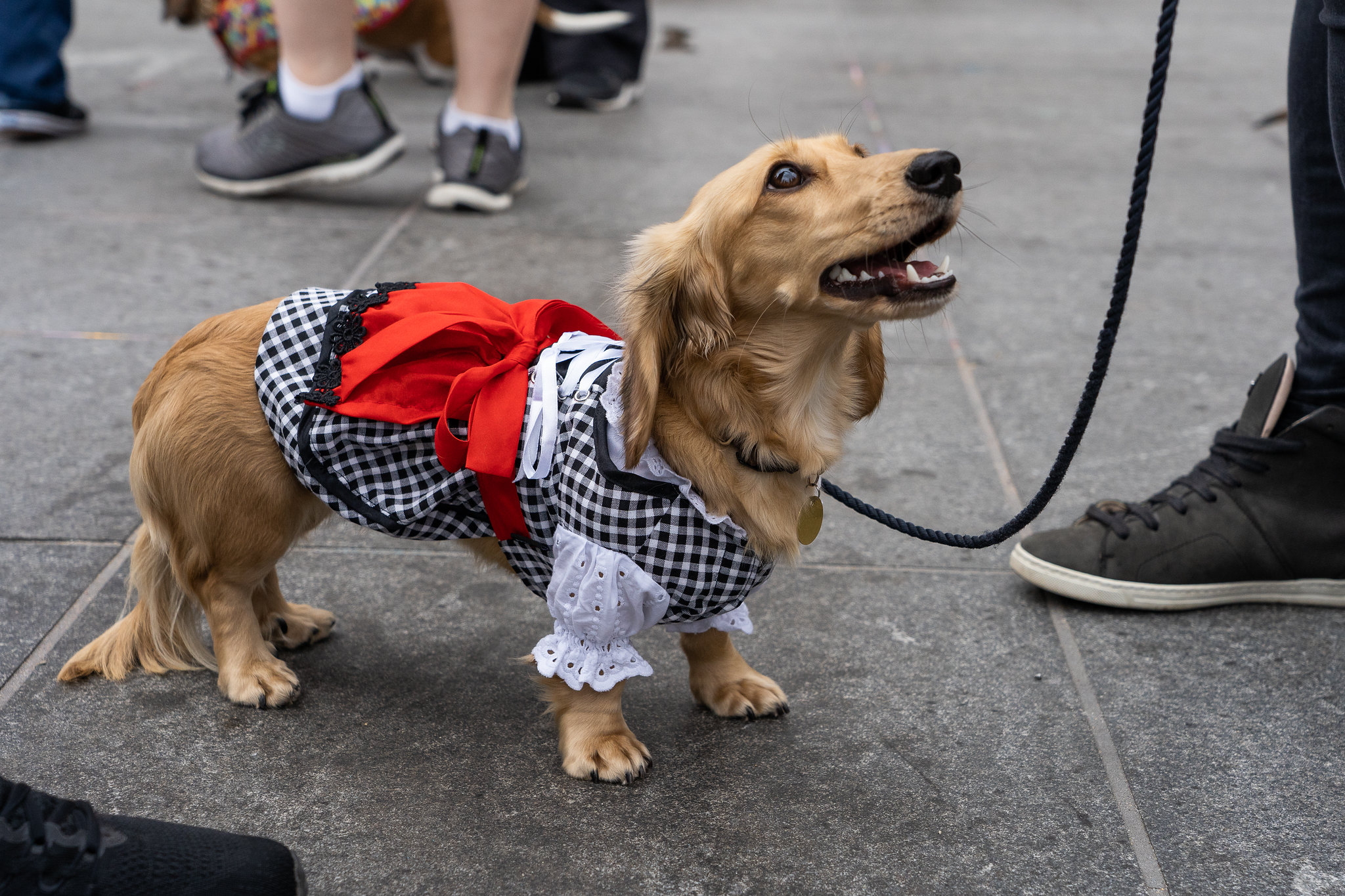 a dachshund wearing a black and white checkered outfit