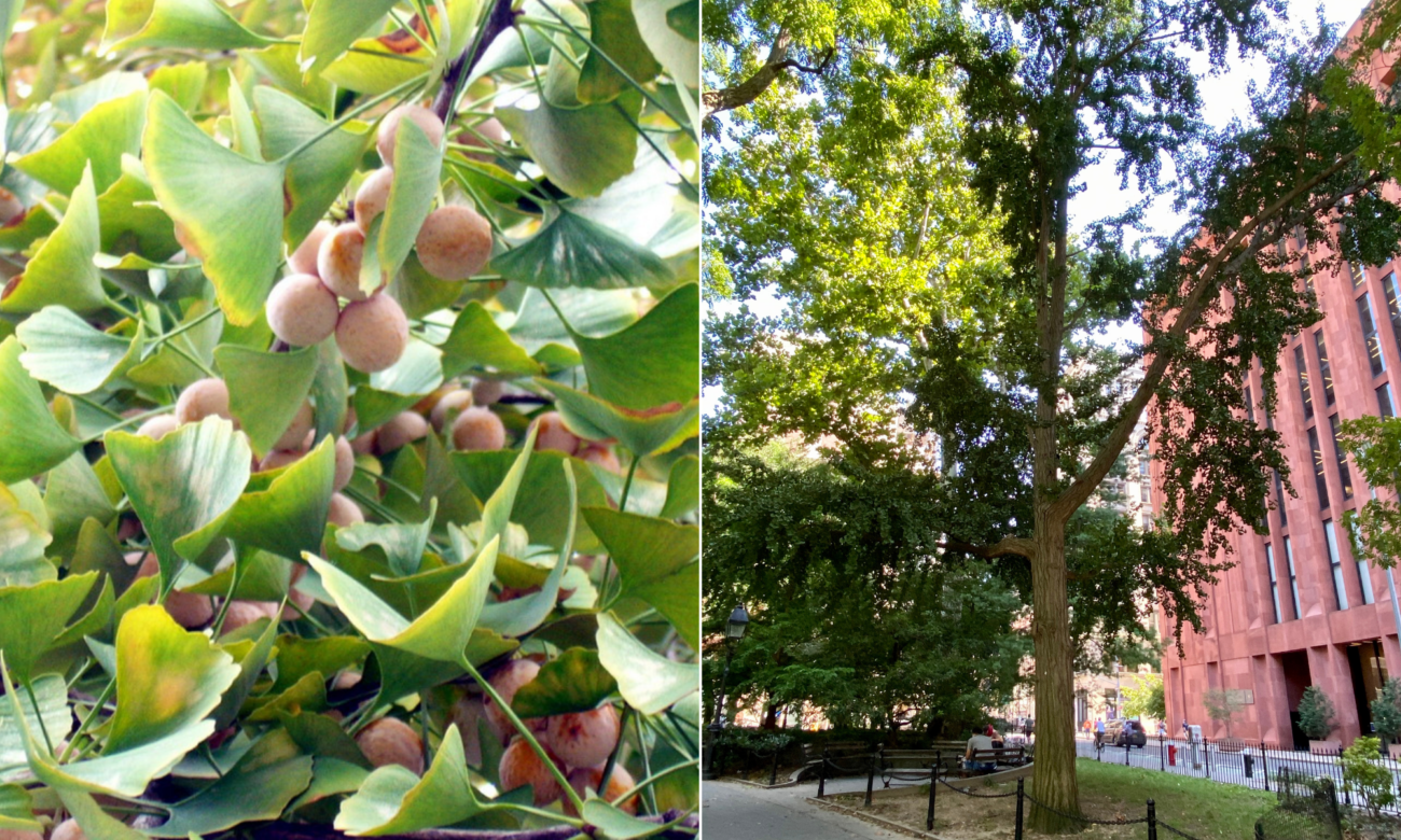 (L) Close-up of the fruit on a female Ginkgo, (R) One of the Ginkgo trees in WSP