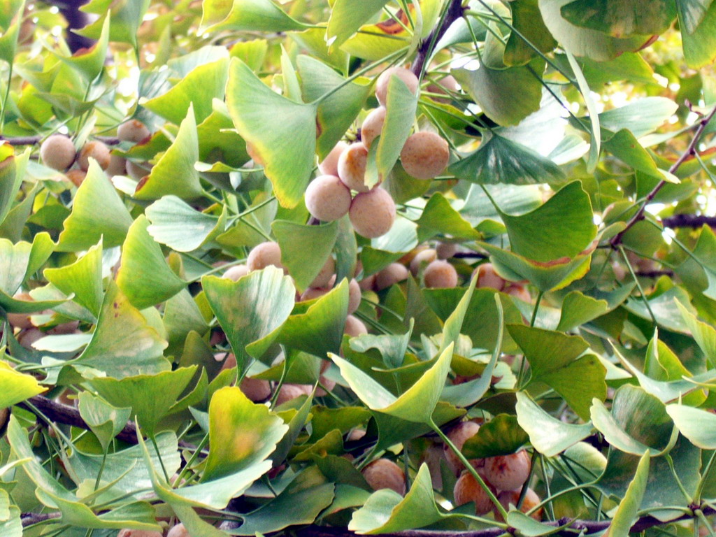 Close-up of the fruit on a female Ginkgo tree