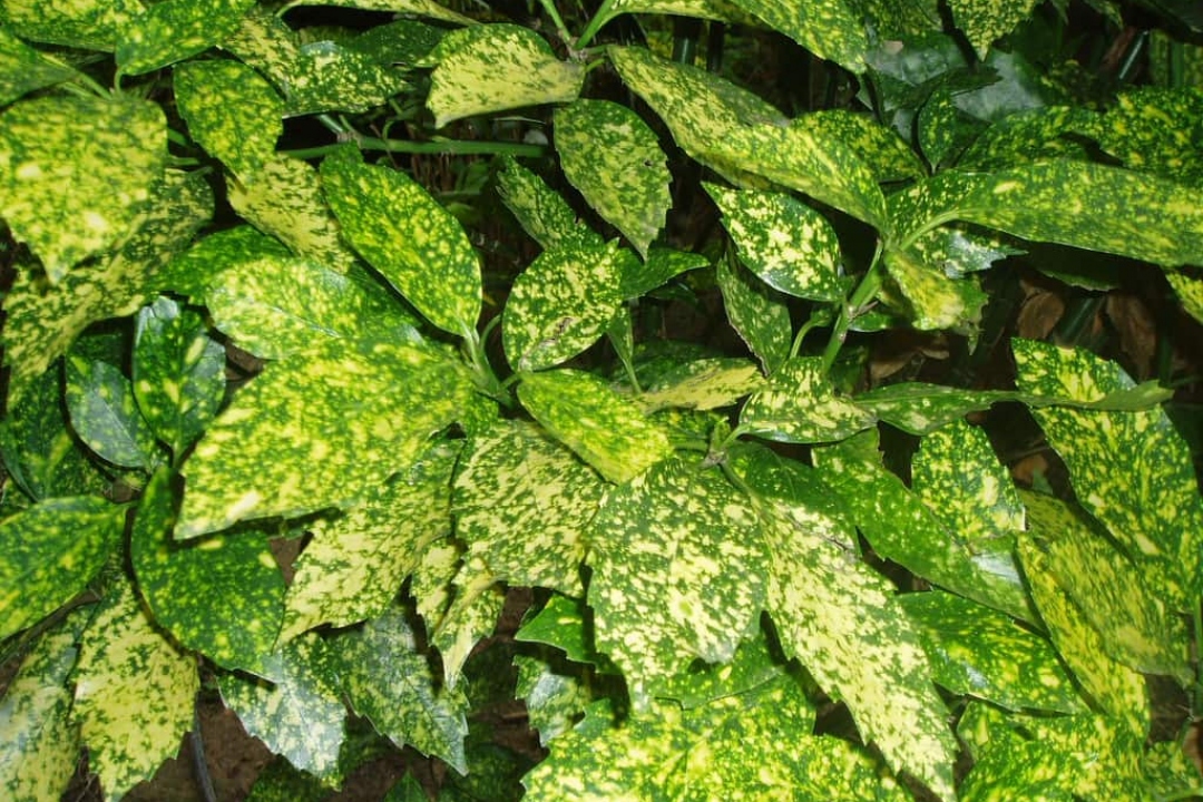a cluster of Aucuba japonica