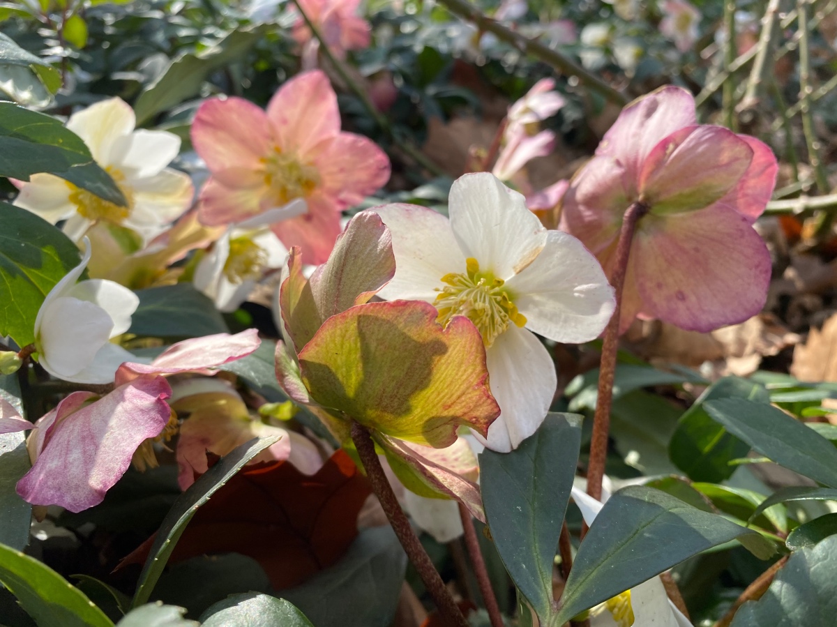 pink and white hellebore