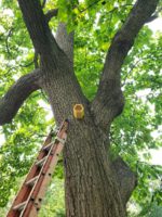 bee house in the catalpa tree