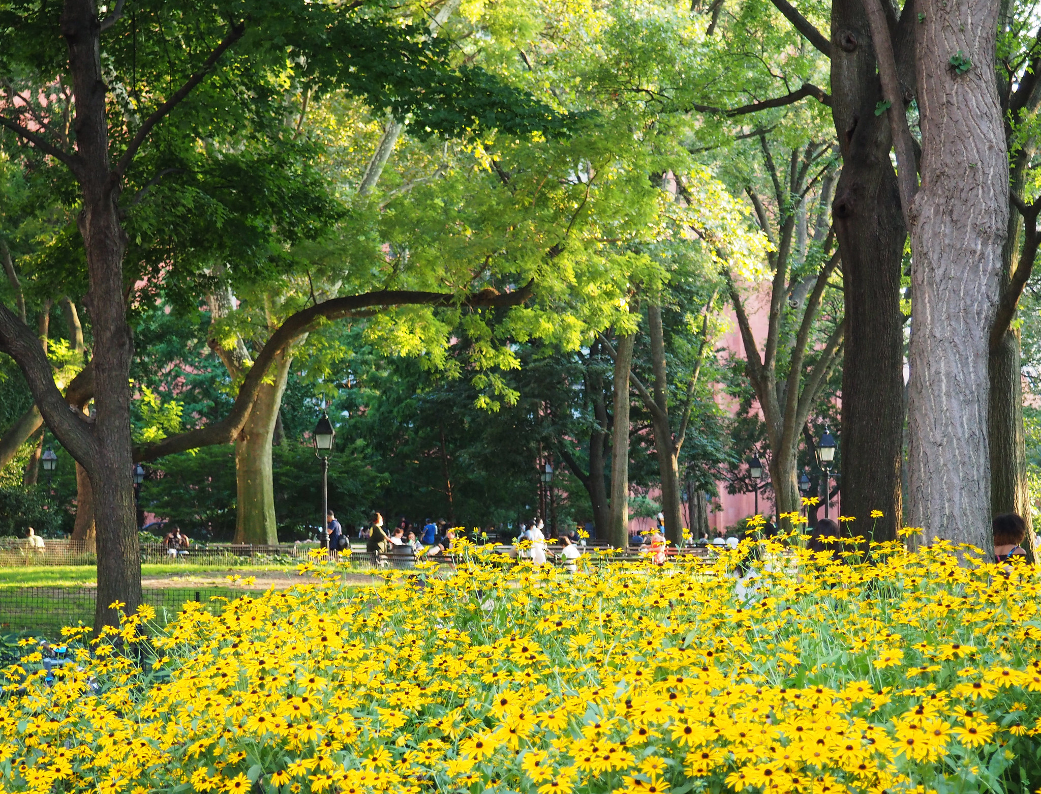 field of bright yellow flowers in the park
