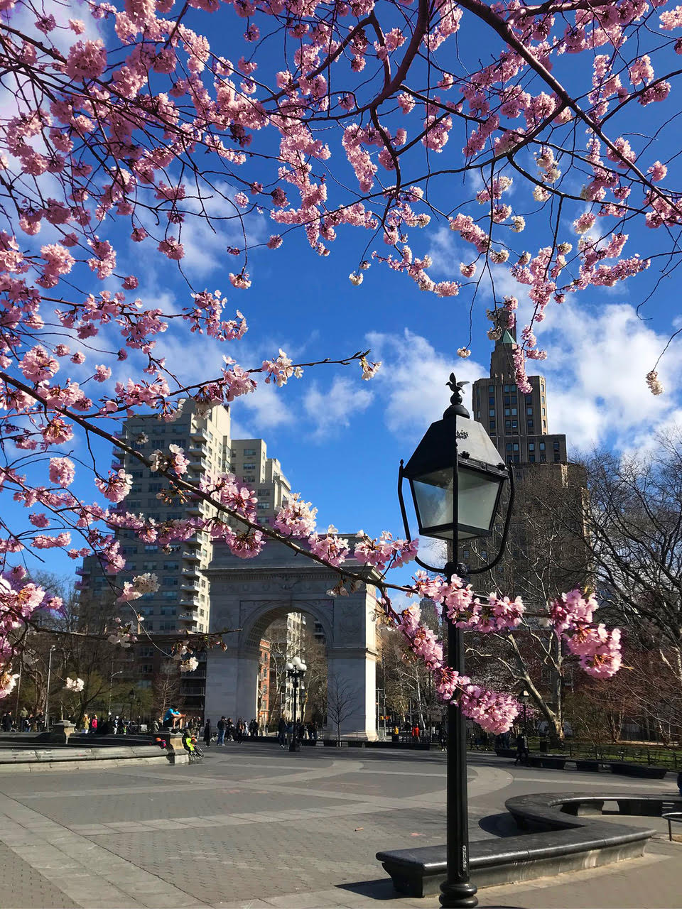 branches of a cherry blossom tree with the arch and a park lamp in the background