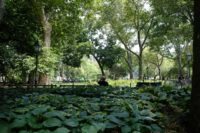 green foliage in the park, one person sits on a bench with their back to the camera